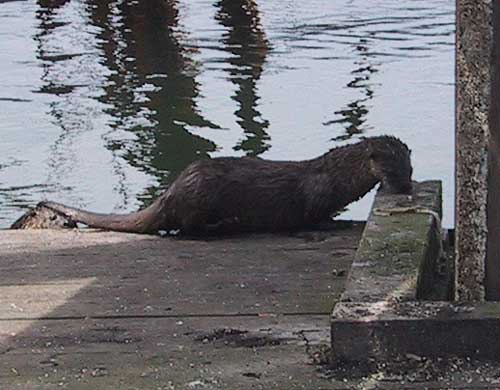 [ the sea creature is becoming one with the dock via its nose ]